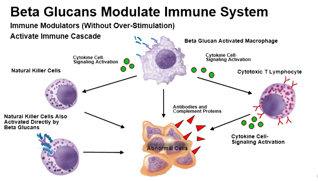 Бета глюканы что это такое. Формула грибных бета глюканов. Структура бета глюкана. Бета-глюкановые рецепторы.